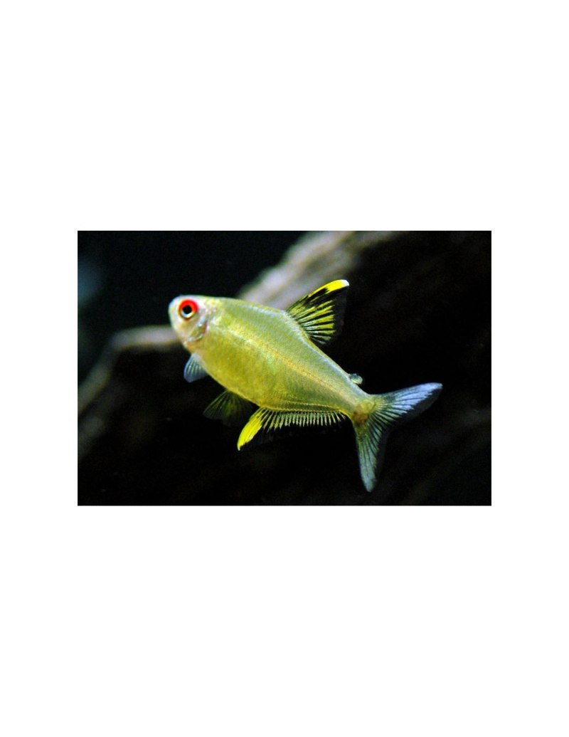 Тетра лимонная (Hyphessobrycon pulchripinnis) s