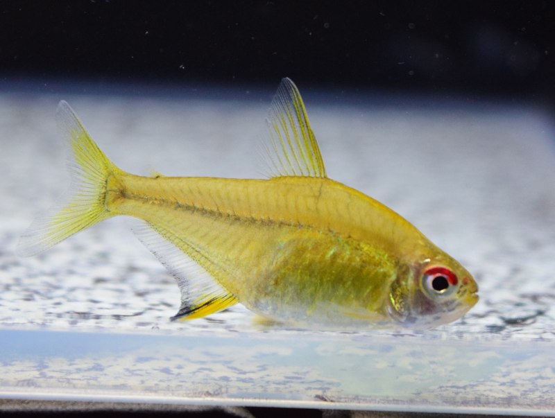 Hyphessobrycon pulchripinnis