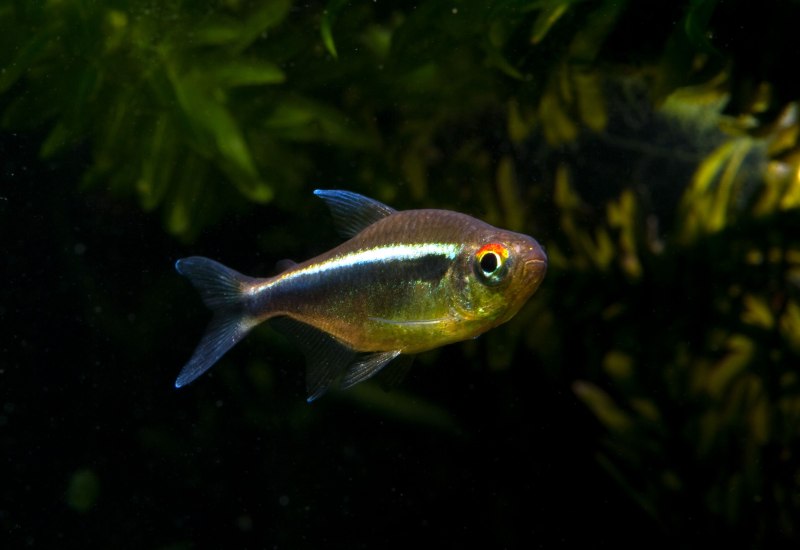 Neon Tetra Fish