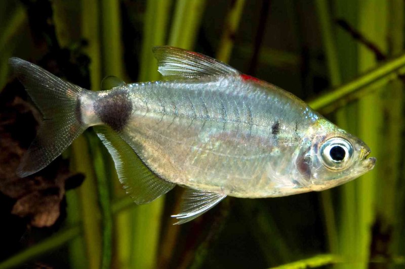 Тетра Phenacogrammus aurantiacus