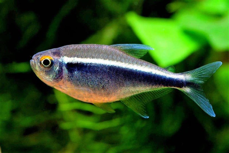 Неон черный (Hyphessobrycon herbertaxelrodi).