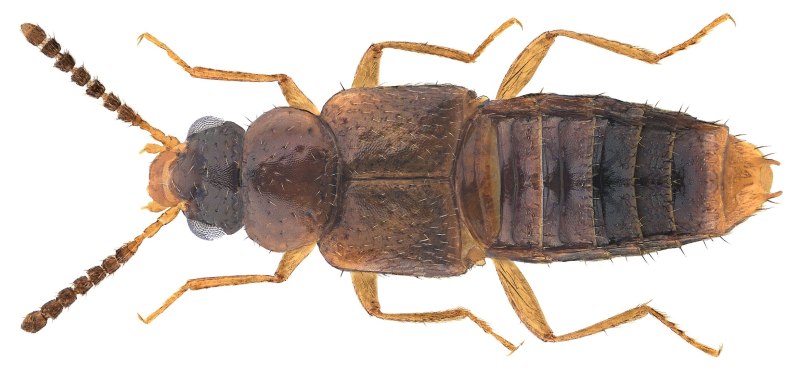 Мелкие Staphylinidae