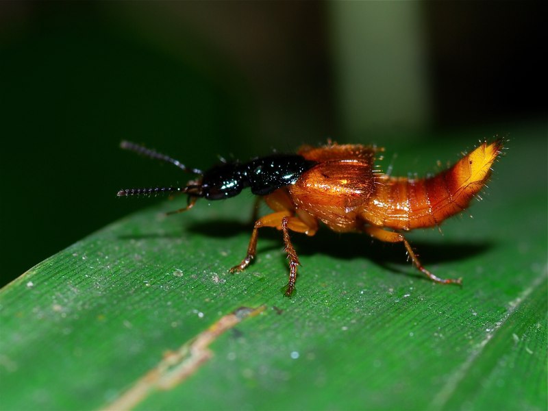 Стафилиниды (Staphylinidae