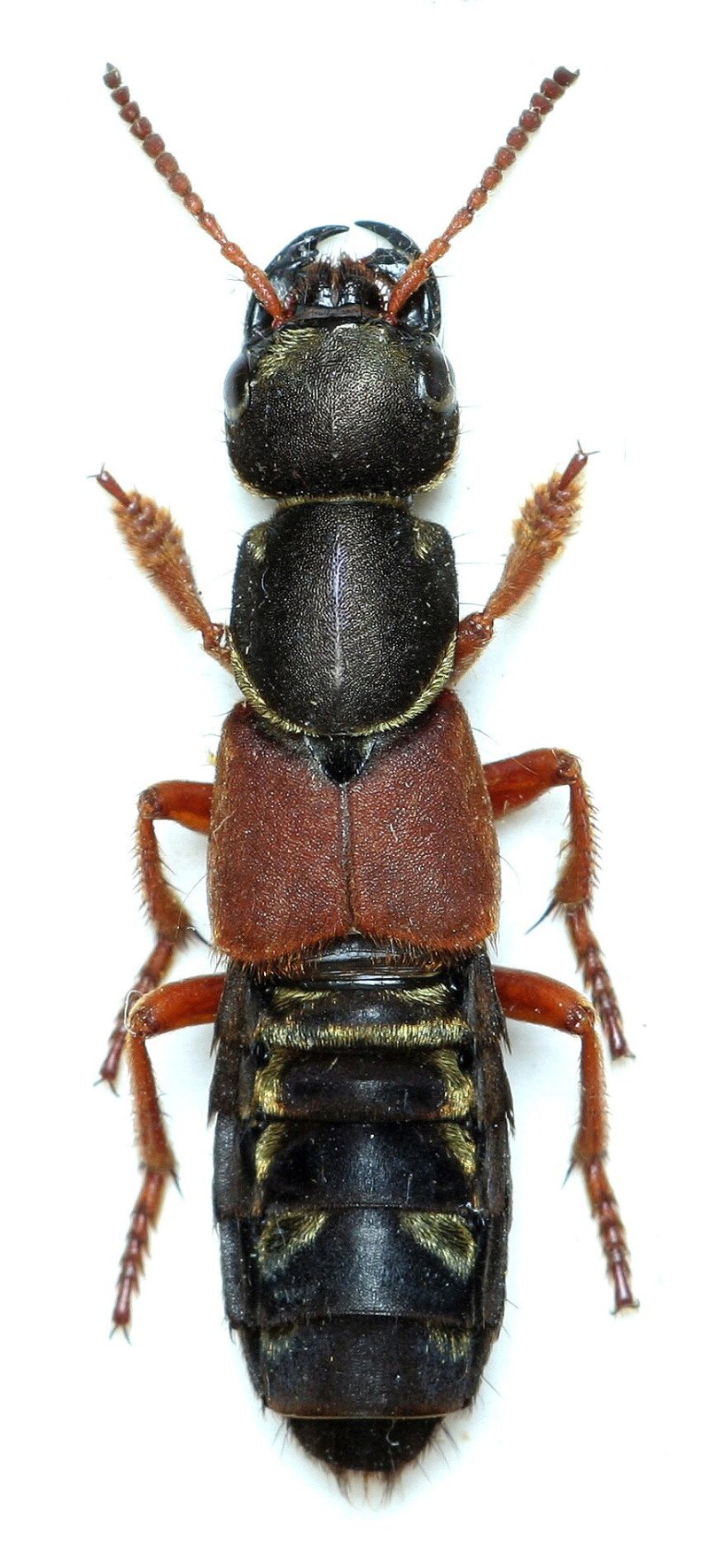 Стафилин caesareus