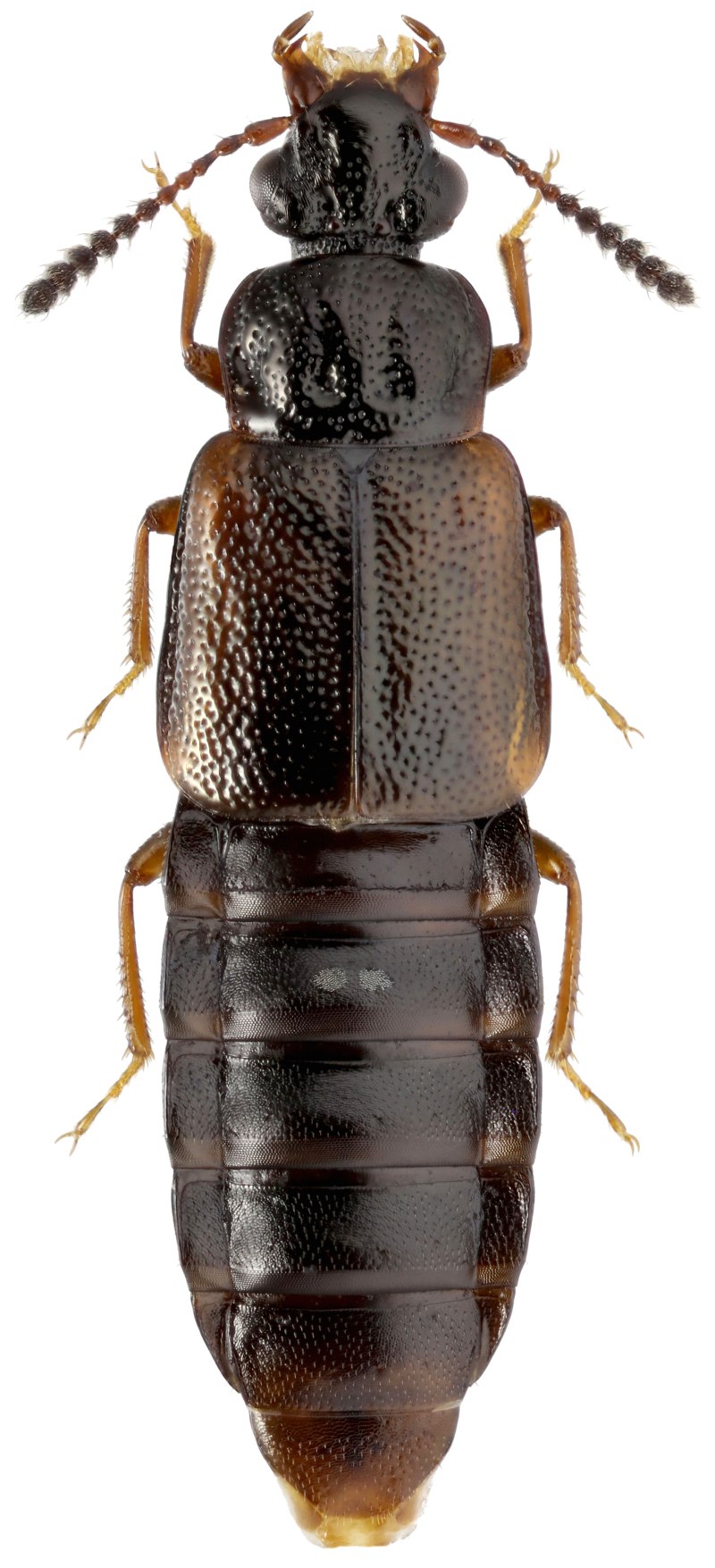 Стафилиниды (семейство Staphylinidae) в Забайкалье