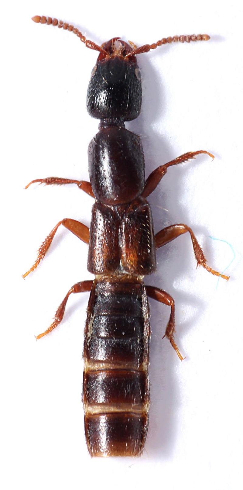 Staphylinus caesareus