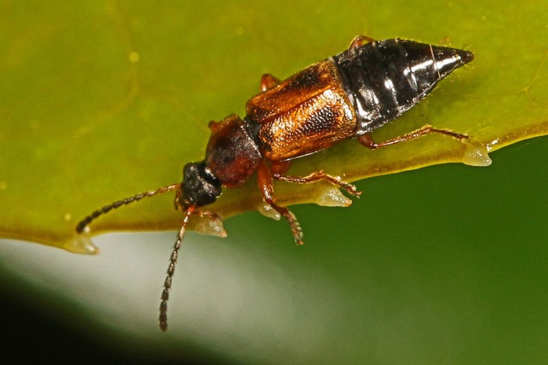 Rove Beetle ( Жук стафилинид)