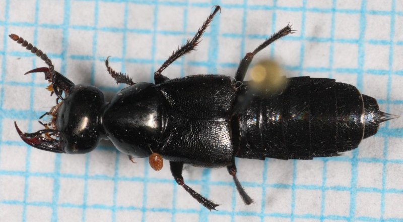 Lethrinops oculatus