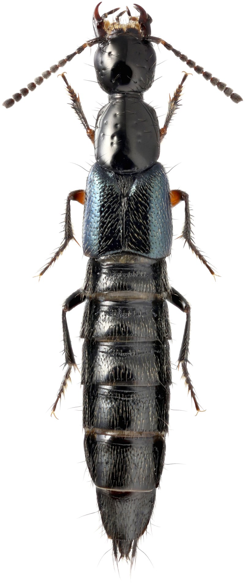 Philonthus spinipes