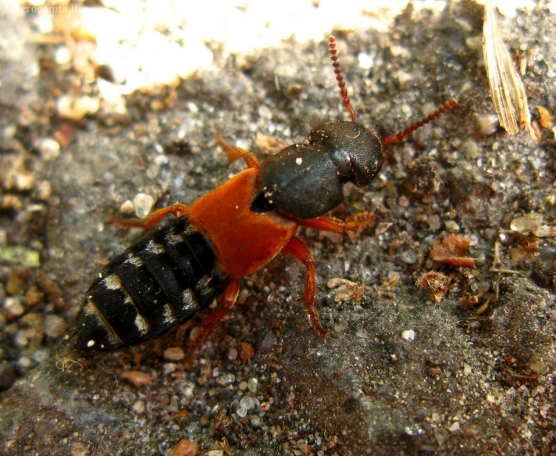 Стафилиниды (семейство Staphylinidae)