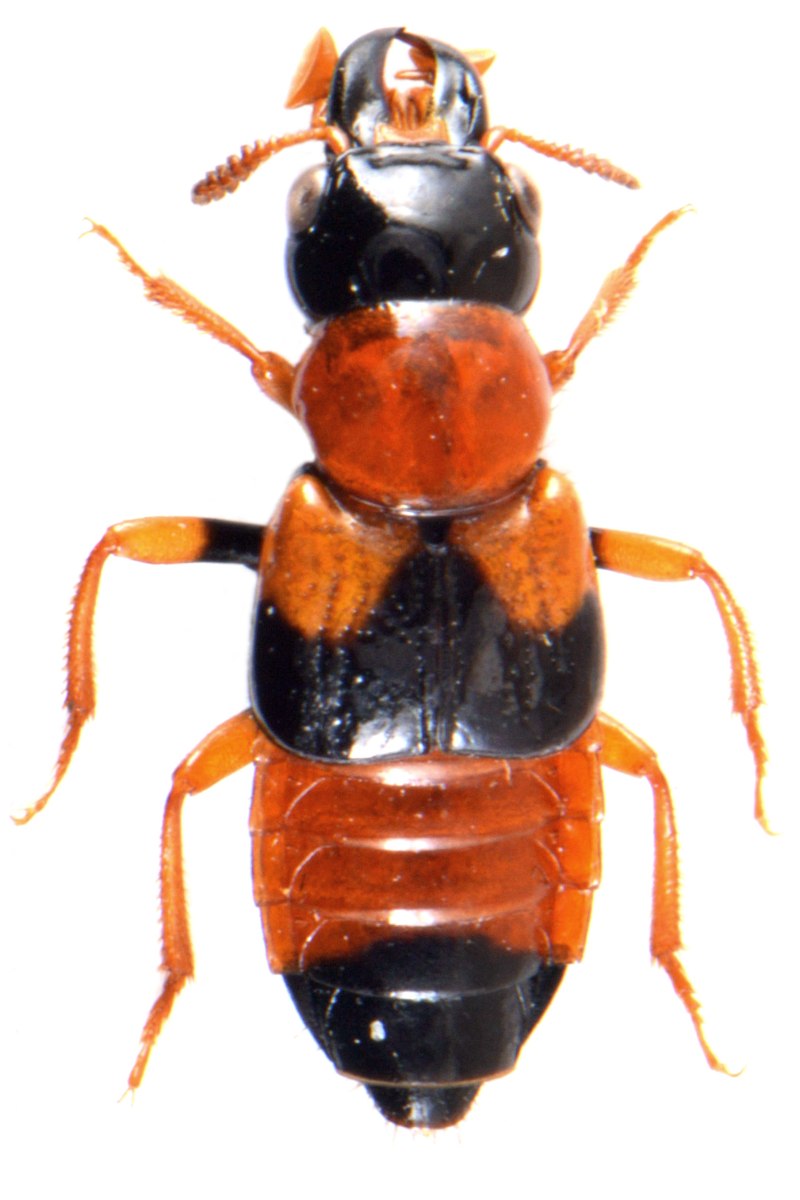 Oxyporus Rufus