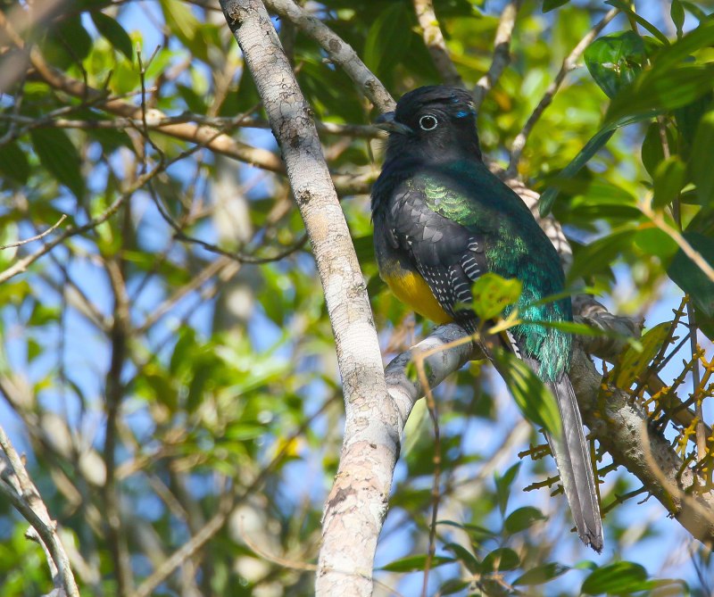 Trogon viridis