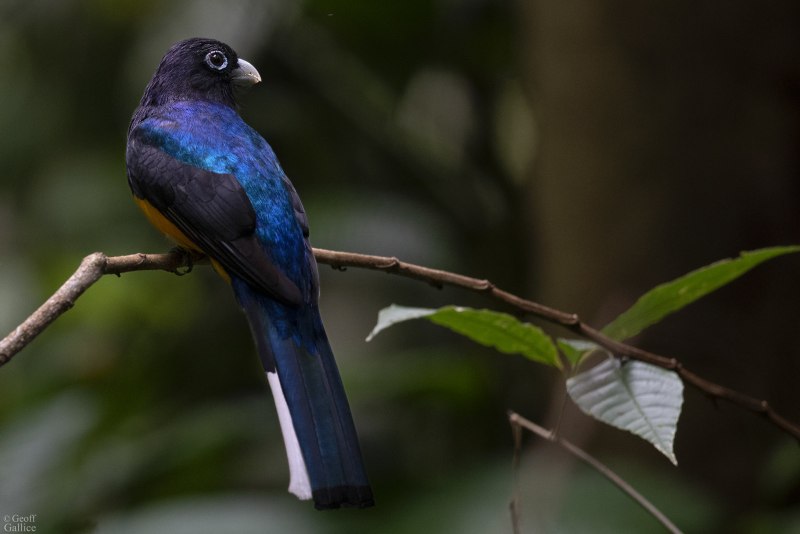 Trogon chionurus