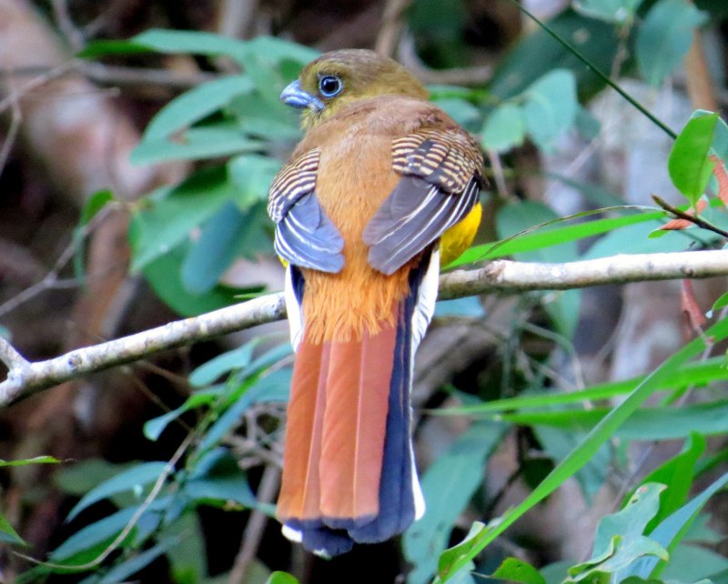 Orange-breasted Trogon