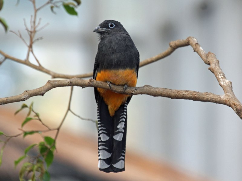 Trogon citreolus