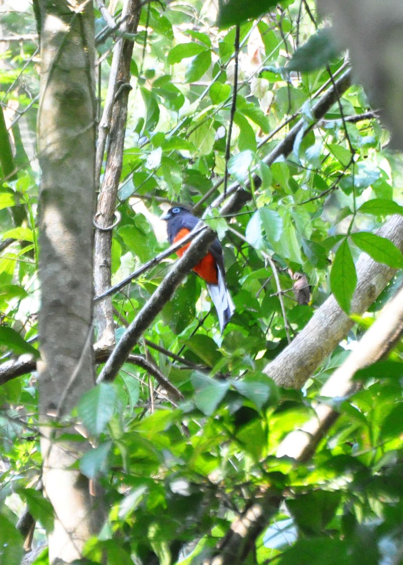 Trogon bairdii