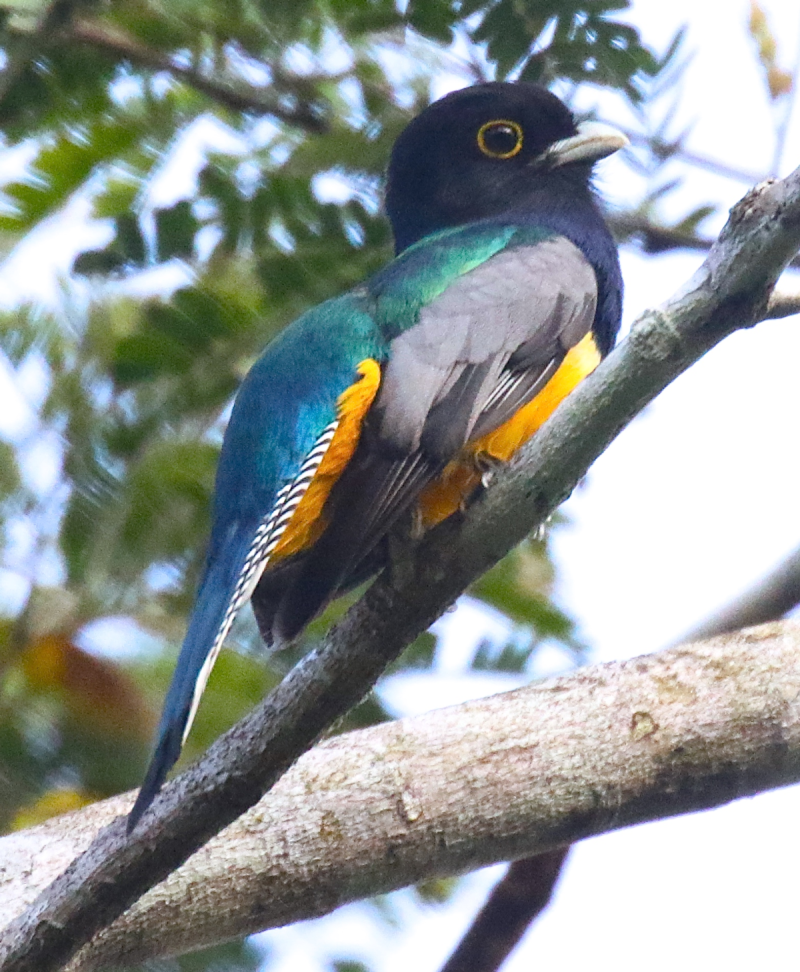 Trogon violaceus