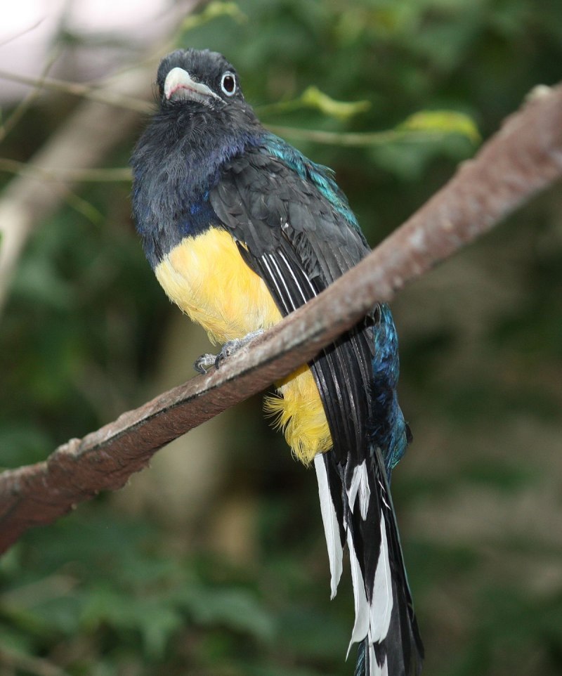 Trogon viridis