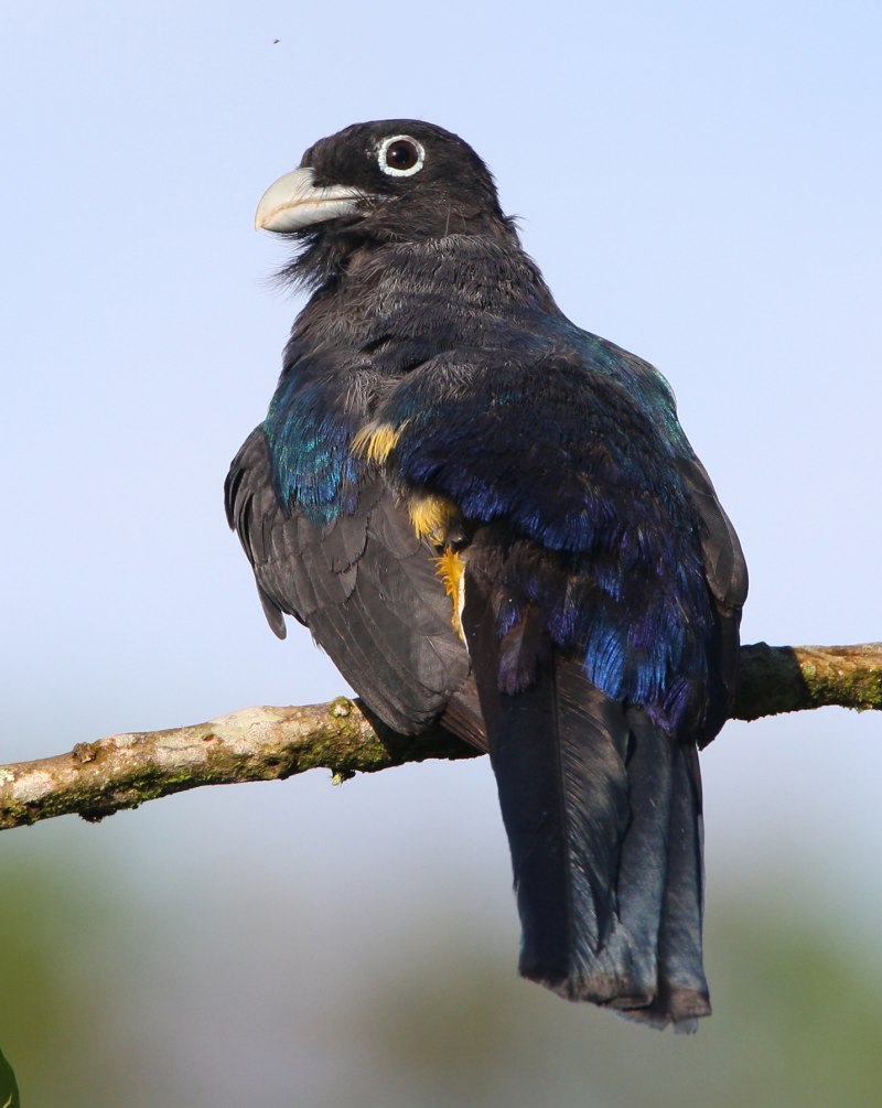 Trogon chionurus