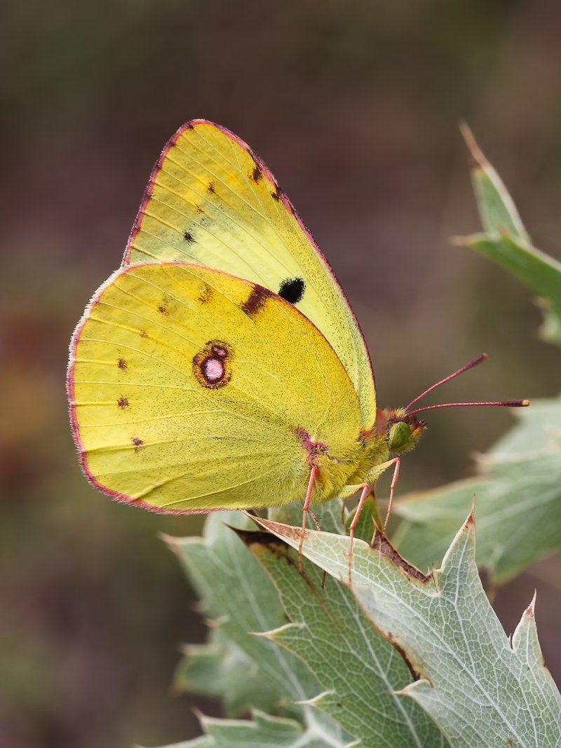 COLIAS alfacariensis