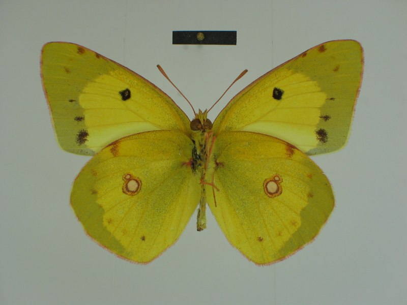 COLIAS fieldii