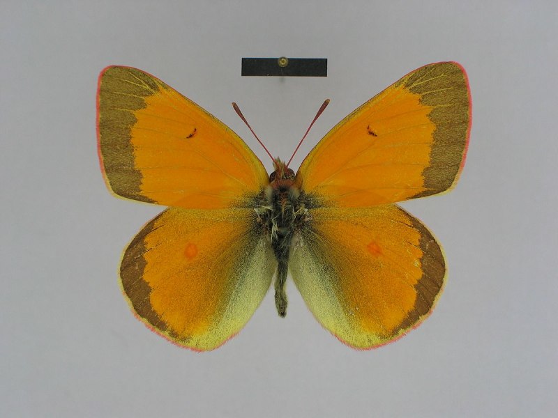 COLIAS viluiensis