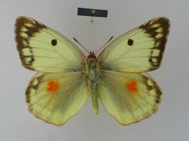 Желтушка Аврорина COLIAS aurorina