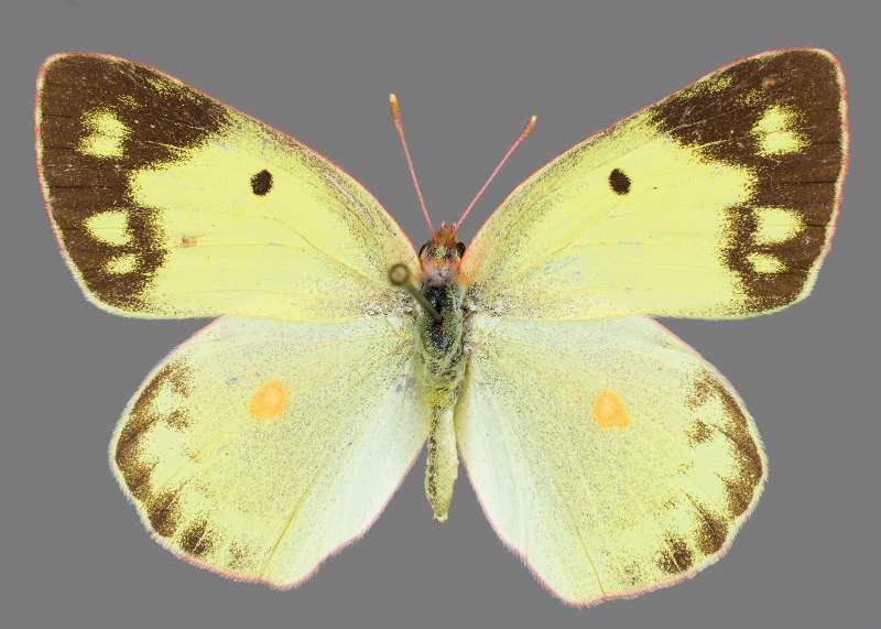 COLIAS fieldii