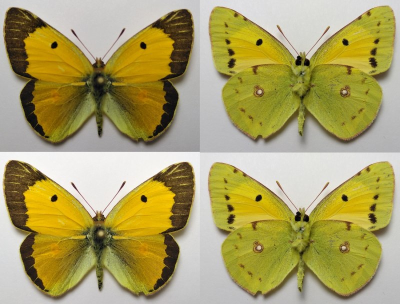 Желтушка Луговая COLIAS hyale