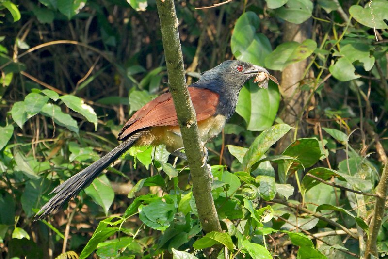 Centropus