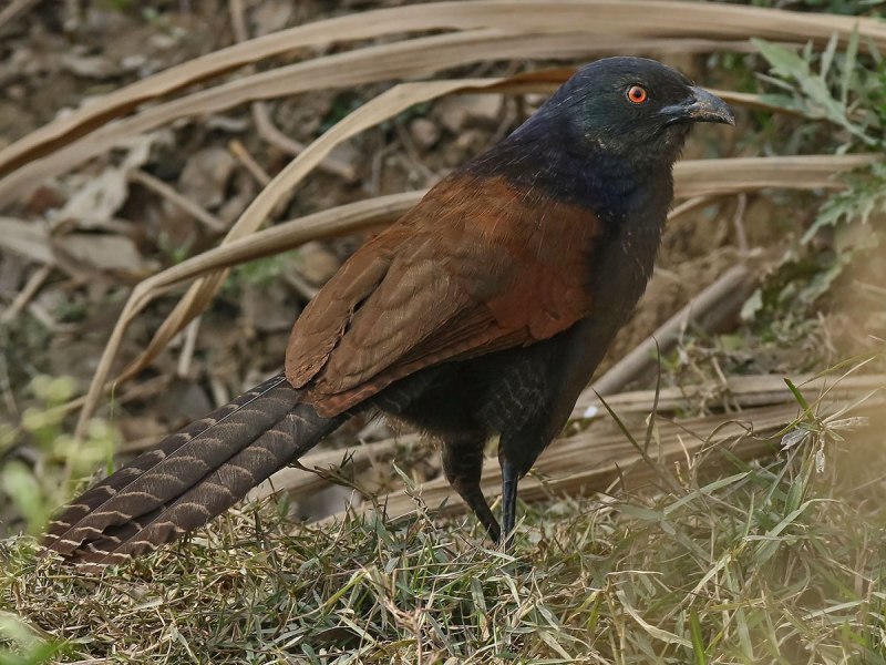 Centropus sinensis