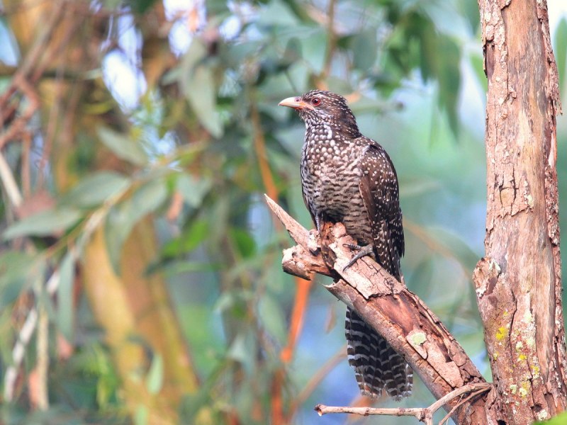 Eudynamys scolopaceus