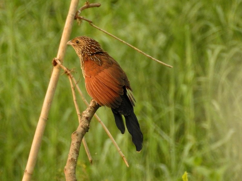Centropus bengalensis