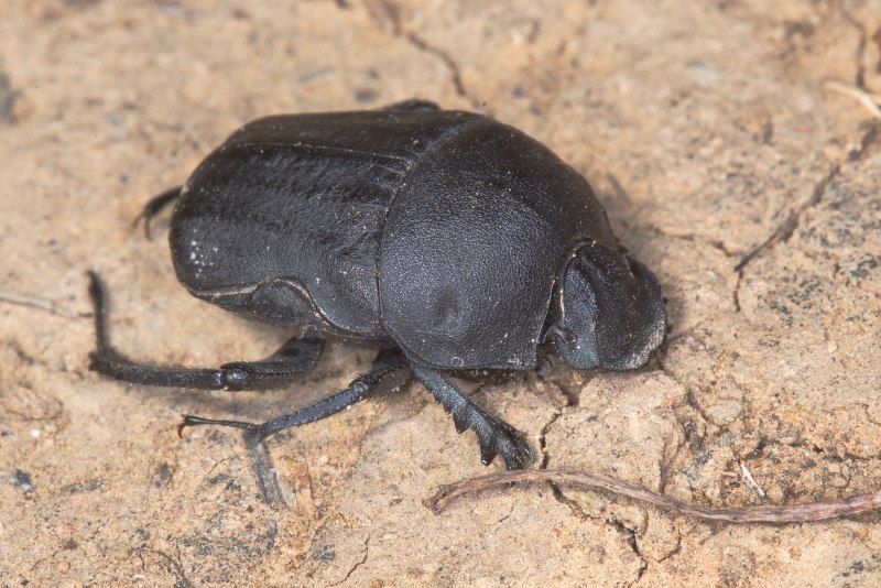 Gymnopleurus geoffroyi