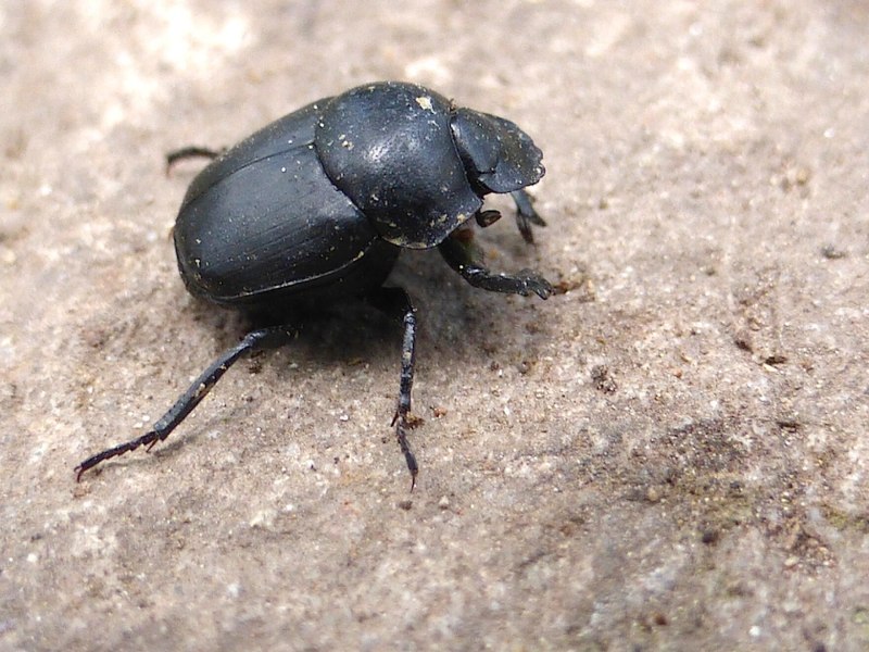 Bug or Beetle