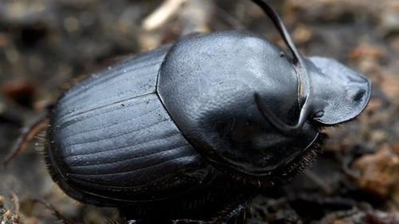 Жук-навозник Onthophagus Taurus