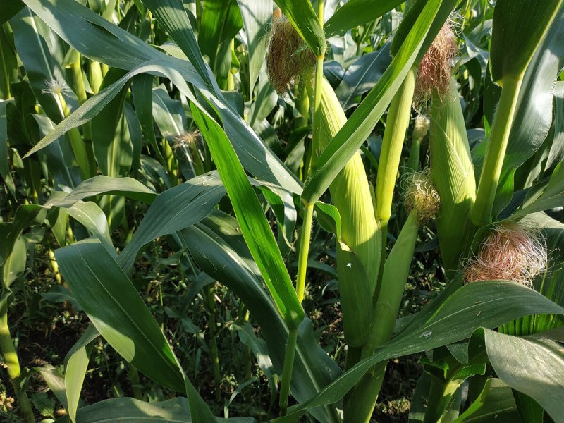 Zea Mays кукуруза