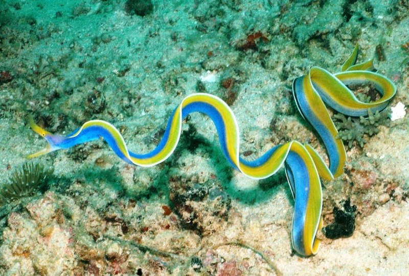 Морская змея мурена
