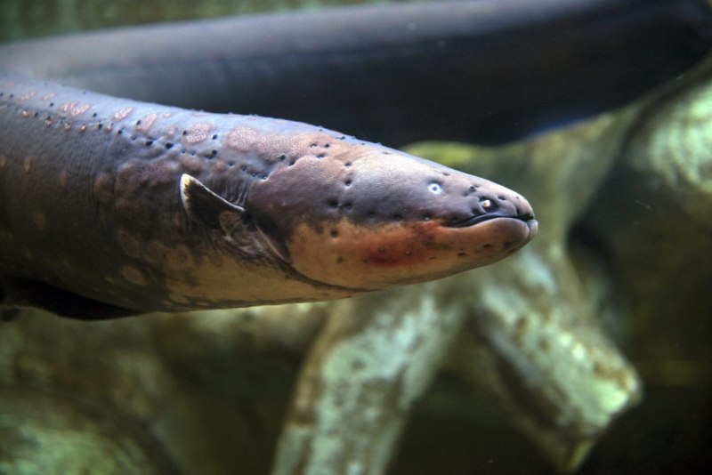 Электрический угорь (Electrophorus electricus)
