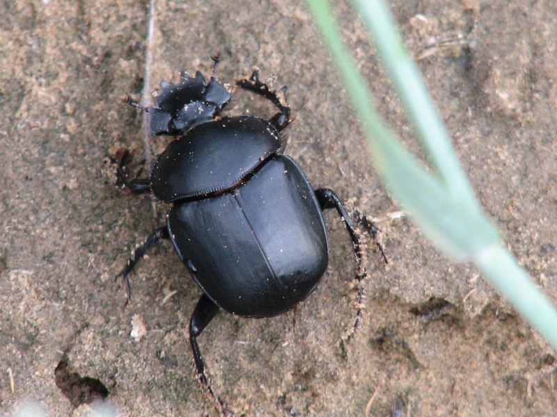 Scarabaeus semipunctatus