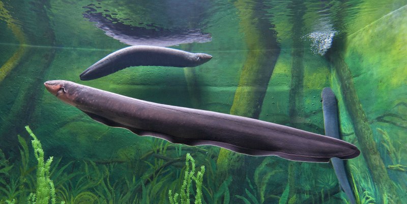 Электрический угорь (Electrophorus electricus)