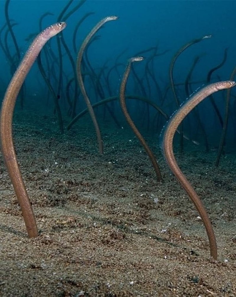 Белопятнистый морской угорь