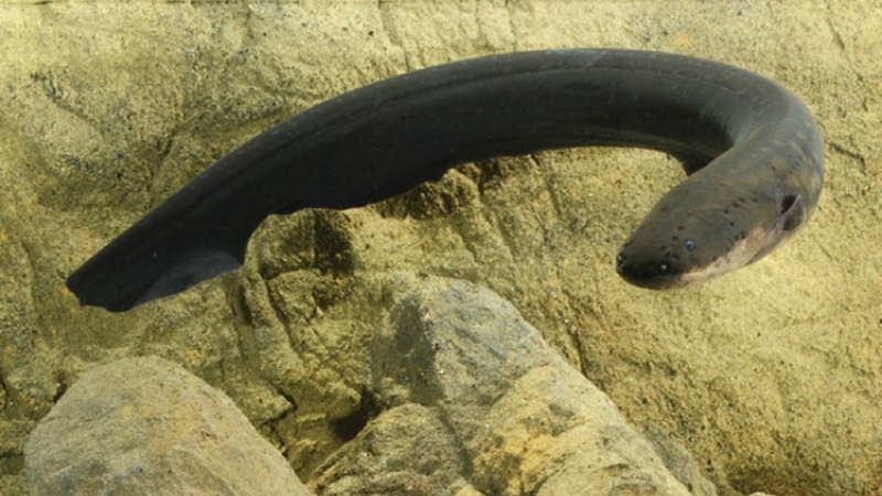 Электрический угорь (Electrophorus electricus)