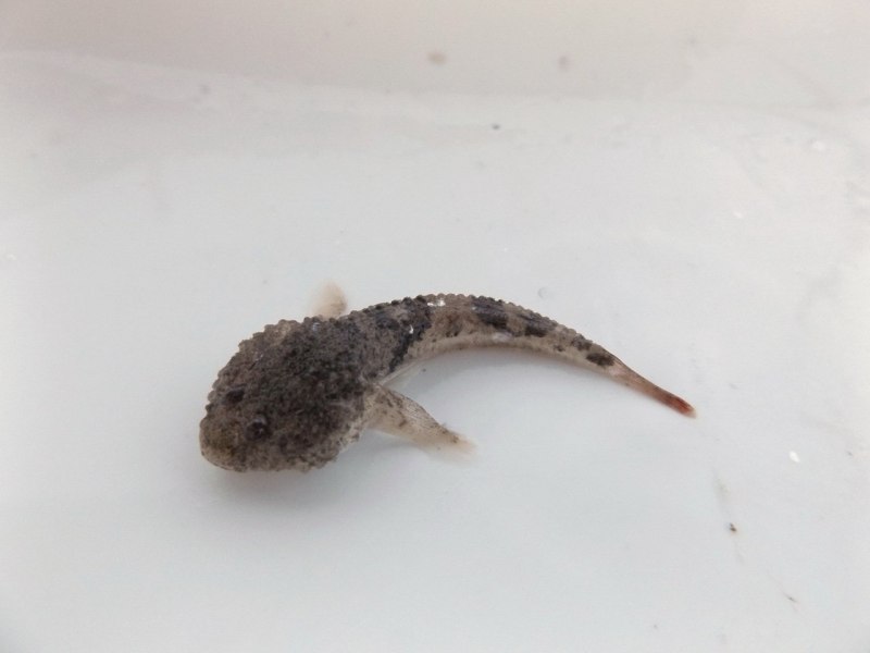 Пуголовка звездчатая - Benthophilus stellatus