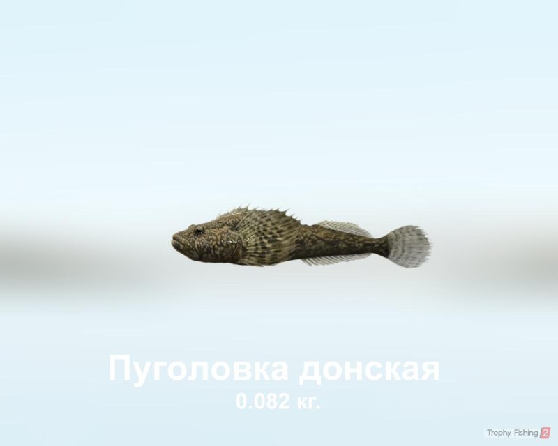 Донская пуголовка