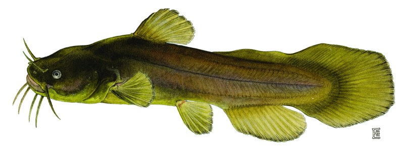 Noturus Gyrinus