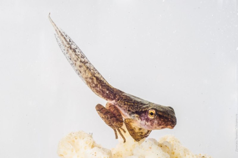 Головастик Rana pipiens
