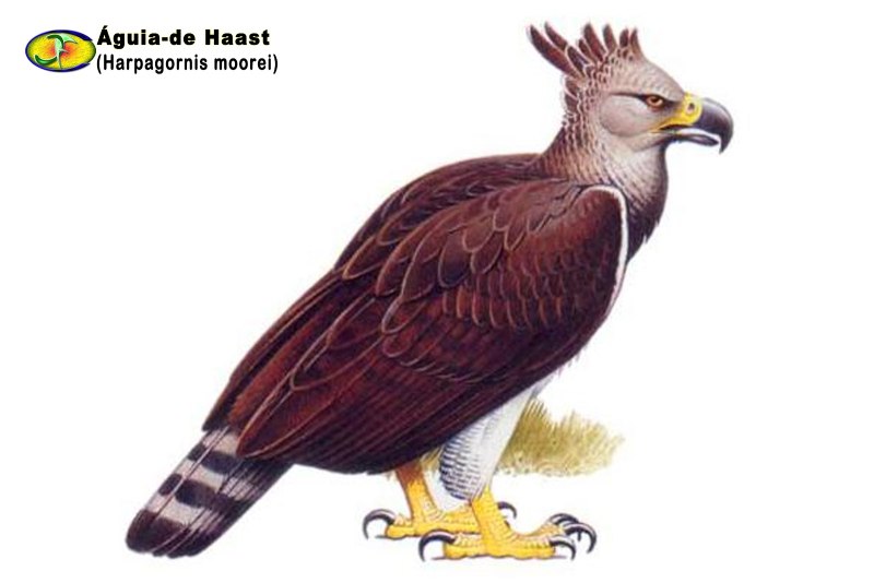 Harpagornis moorei
