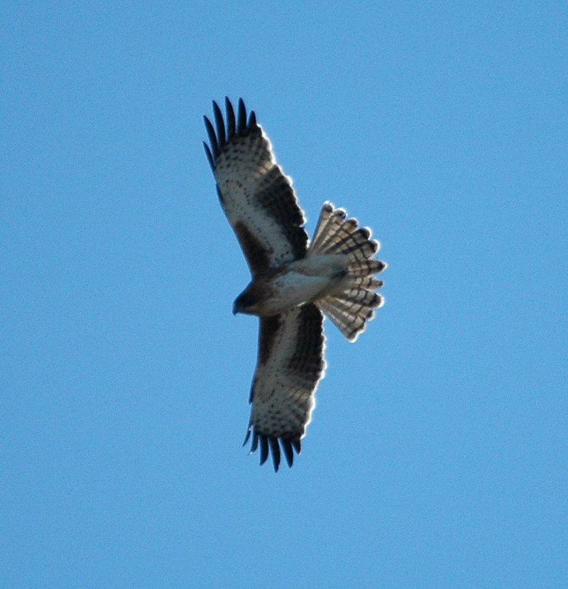 Hieraaetus morphnoides