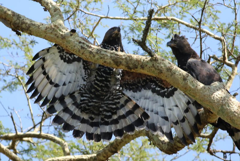 Stephanoaetus coronatus